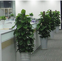 福建办公室绿植租赁，你需要考虑哪些方面